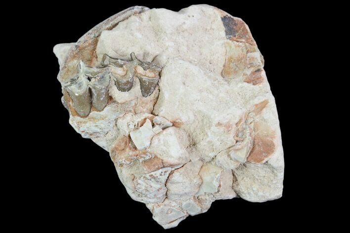 Oreodont (Leptauchenia) Jaw Section - South Dakota #101836